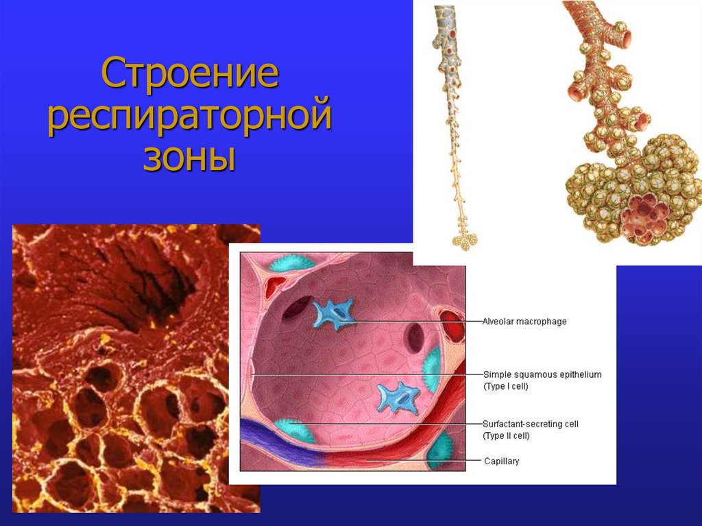 Респираторная физиология с позиций респираторной поддержки ...