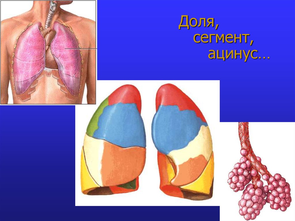 Доля, сегмент, ацинус…