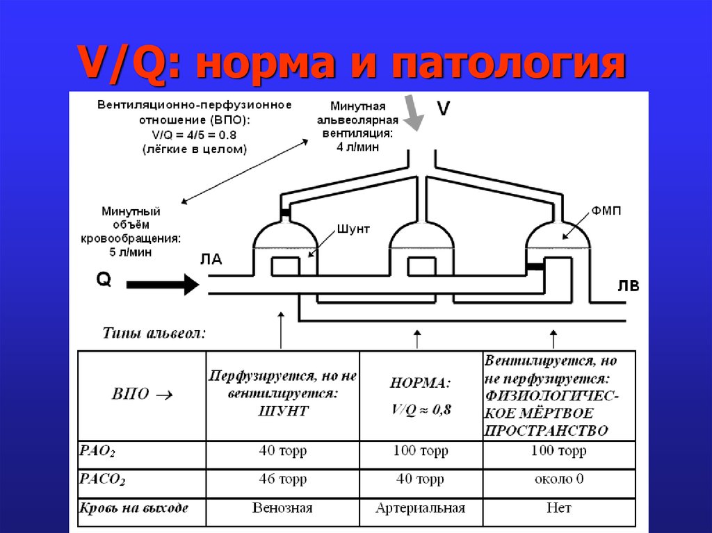 Соотношение вентиляции и перфузии. Вентиляционно перфузионное соотношение. Вентиляционно перфузионные отношения. Вентиляционно перфузионные отношения в легких это. Нарушение вентиляционно-перфузионного соотношения.