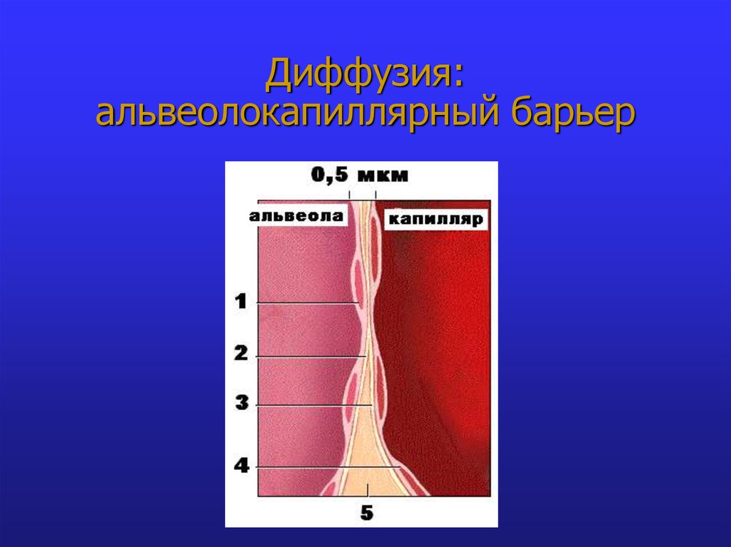 Диффузия: альвеолокапиллярный барьер