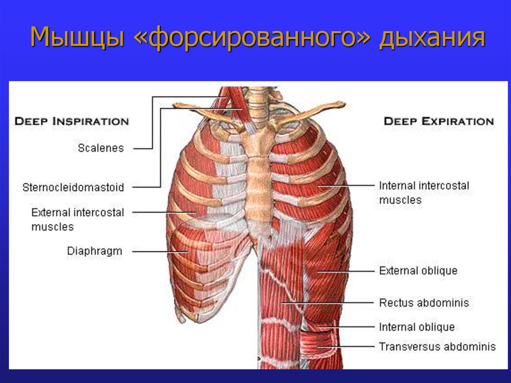 Мышцы вдоха. Дыхательные мышцы. Мышцы выдоха. Мышцы форсированного дыхания. Мышцы дыхательной мускулатуры.