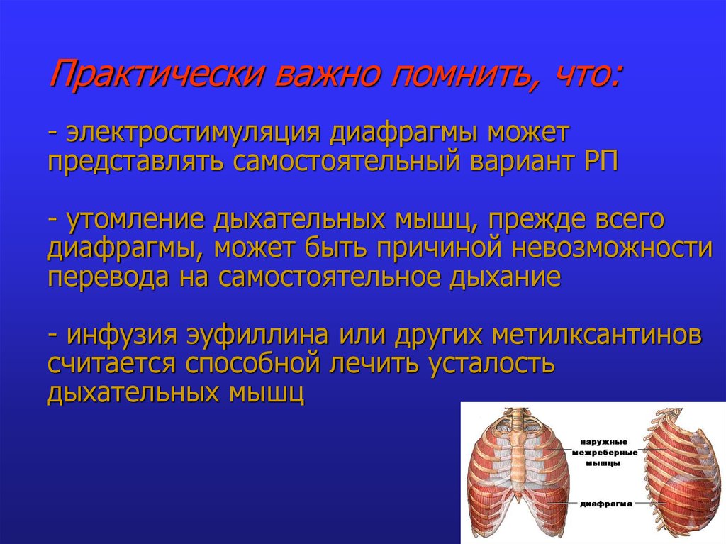 Практически важное. Утомление дыхательной мускулатуры. Дыхательные мышцы физиология. Усталость дыхательной мускулатуры это. Органы дыхания диафрагма.