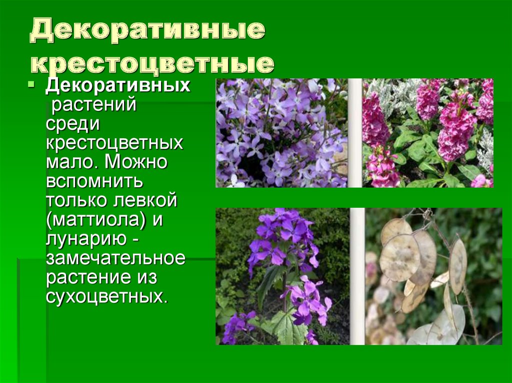 Декоративные крестоцветные растения фото и названия