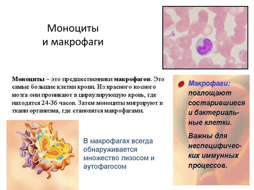 Клетками макрофагами являются. Функции моноцитов макрофагов в крови. Фагоциты строение и функции. Моноциты дифференцируются в макрофаги. Моноциты строение и функции.