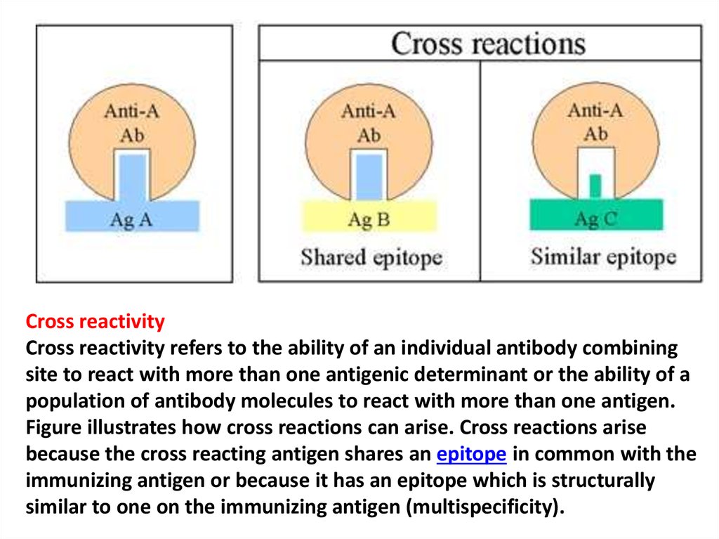 antibody cross reactivity
