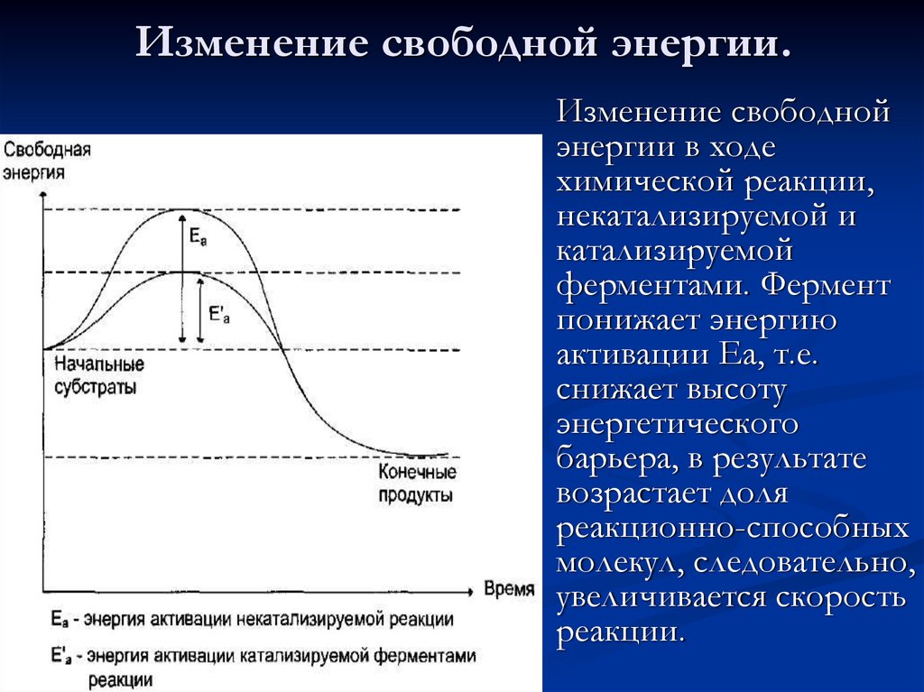 Снижают энергию активации