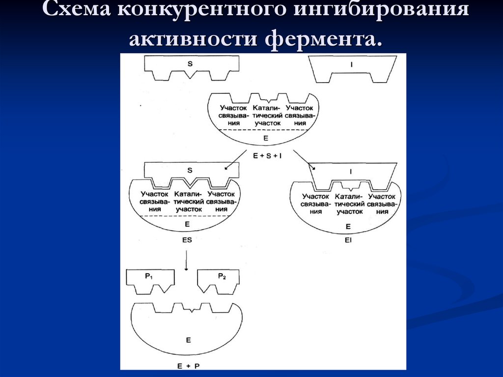 Неконкурентное ингибирование схема