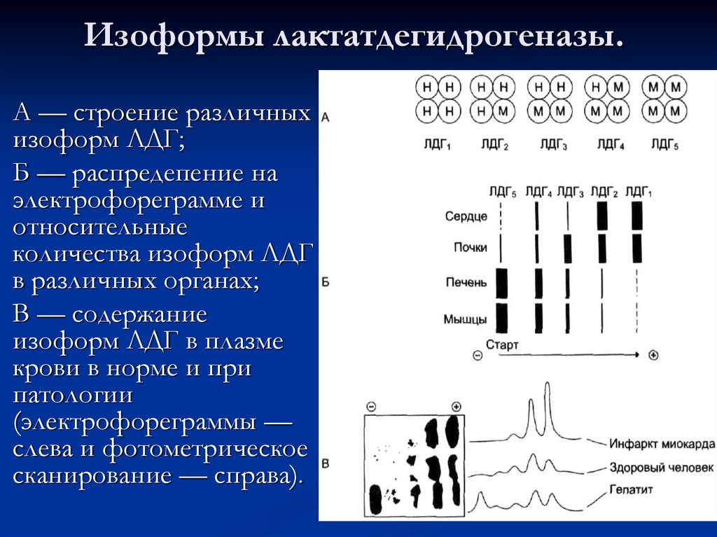 Лактатдегидрогеназа активность