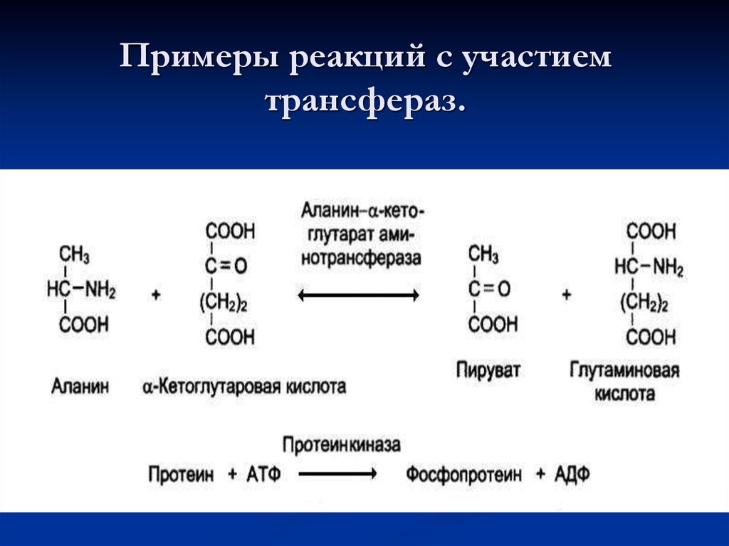 Реакция с участием фермента. Трансферазы катализируют реакции. Кофакторы ферментов класса трансфераз. Трансфераза катализирует реакцию. Трансфераза пример реакции.