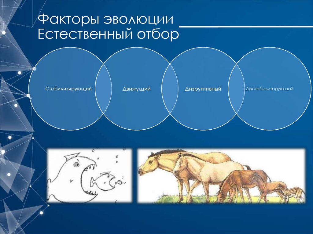 Факторы отбора. Эволюция. Естественный отбор. Факторы эволюции естественный отбор. Факторы влияющие на эффективность естественного отбора. Фактор отбора естественного отбора.