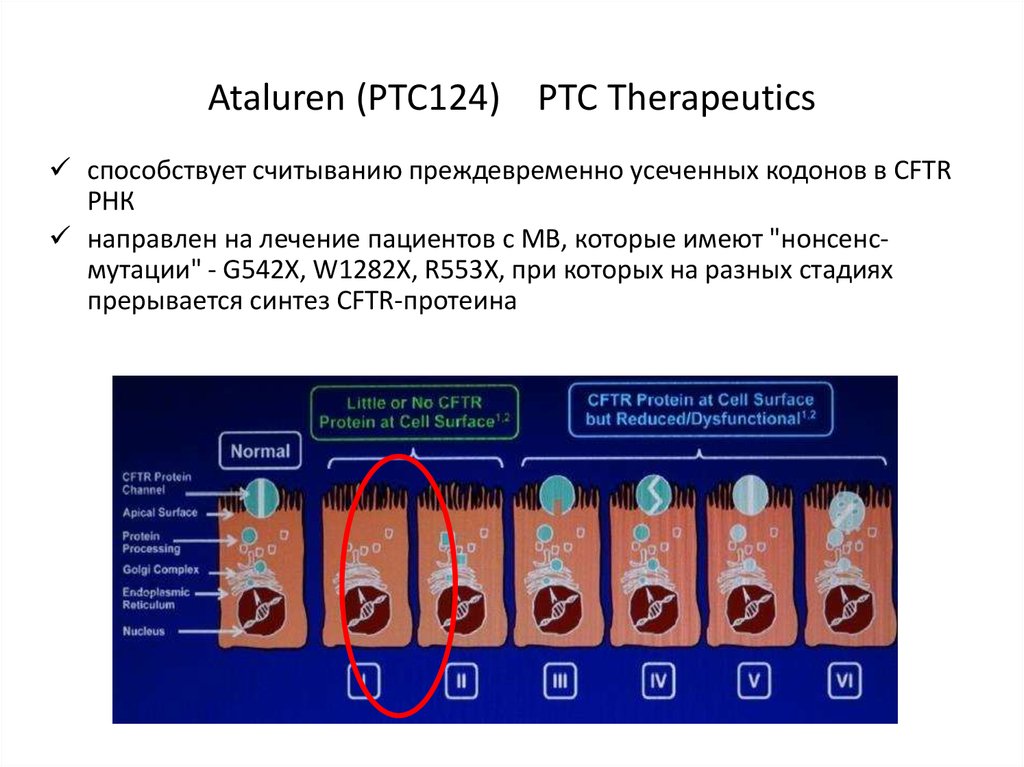 Ataluren (PTC124) PTC Therapeutics