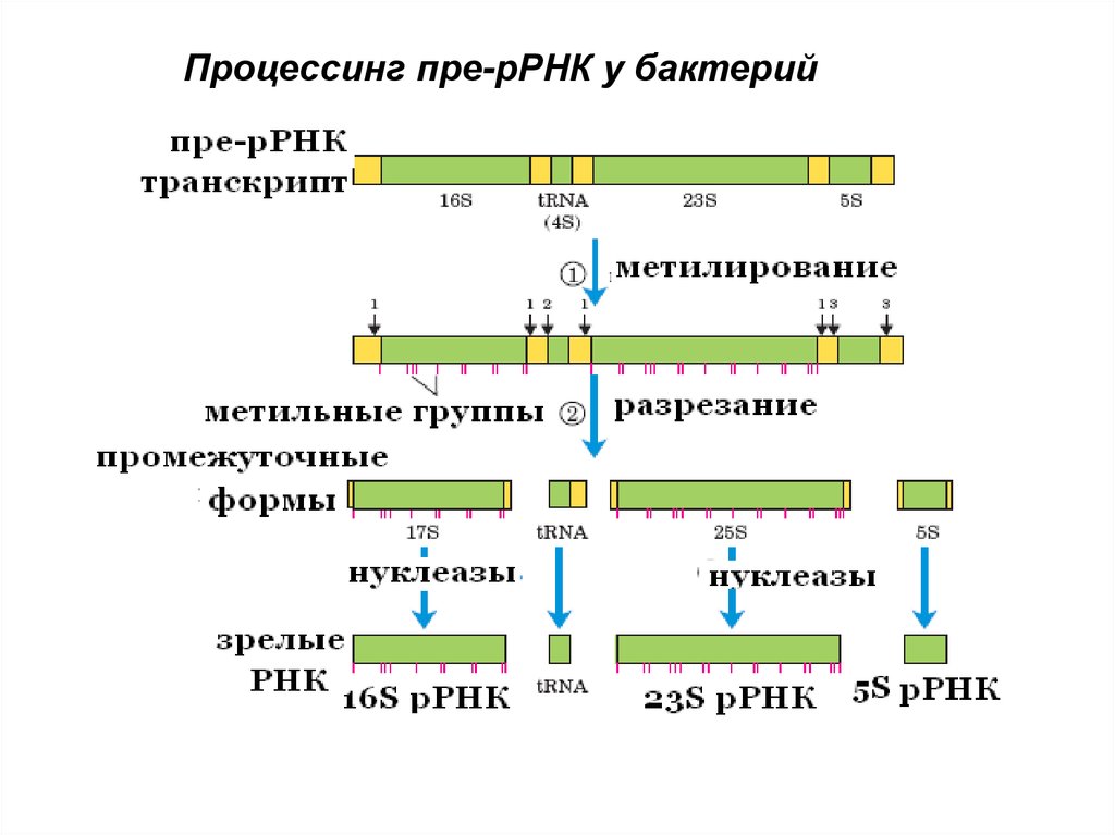 Последовательность этапов процессинга. Секвенирование Гена 16s РРНК. Процессинг РРНК У прокариот. Процессинг РНК У эукариот. Синтез и процессинг РРНК.