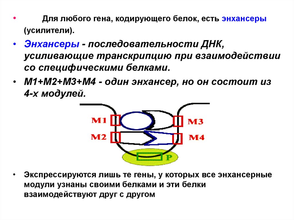 Белок кодирующие гены это. Белки энхансеры. Энхансеры это в биологии. Энхансер это в генетике. Белок кодирующие гены.