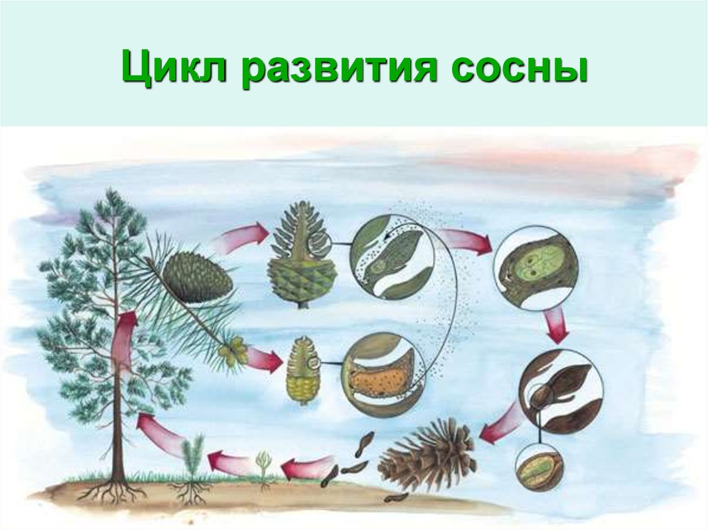 Цикл развития сосны