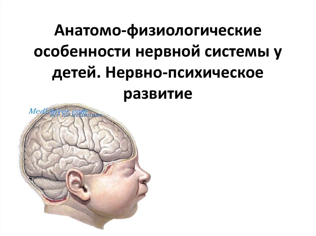 Развитие мозга ребенка. Афо ЦНС У новорожденных. Особенности ЦНС У детей. Анатомо-физиологические особенности нервной системы у детей. Афо нервной системы у детей.