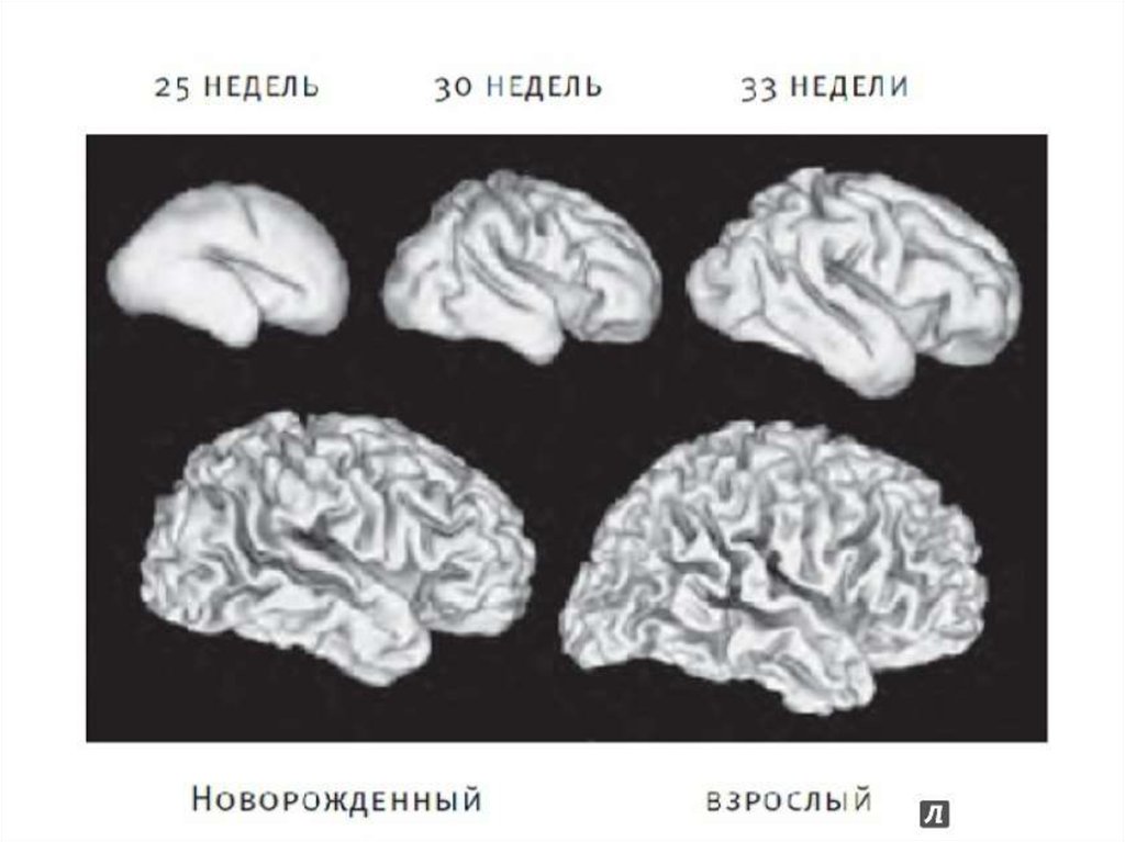 Мозг новорожденного масса. Мозг ребенка и взрослого. Мозг новорожденного и взрослого. Формирование мозга эмбриона. Сравнение мозга ребенка и взрослого.