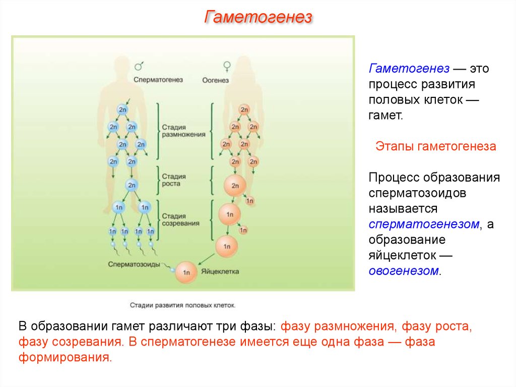 Гаметогенез у животных презентация