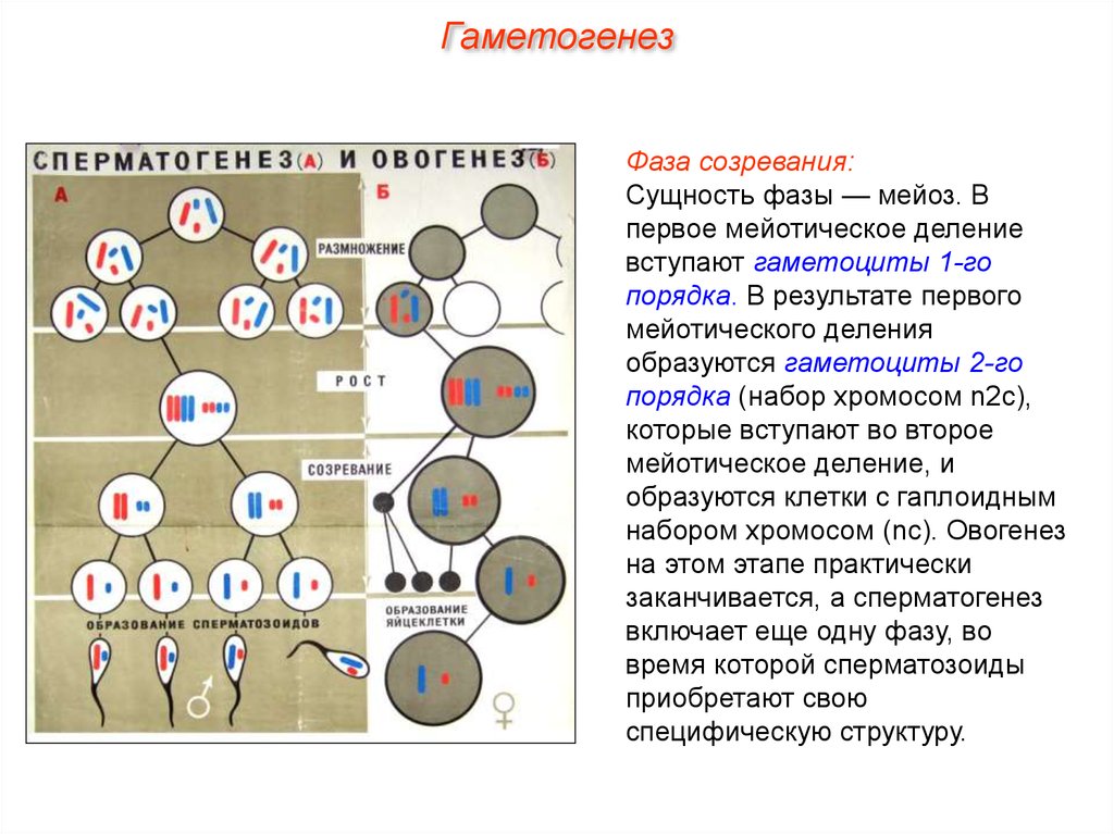 Гаметогенез у животных презентация