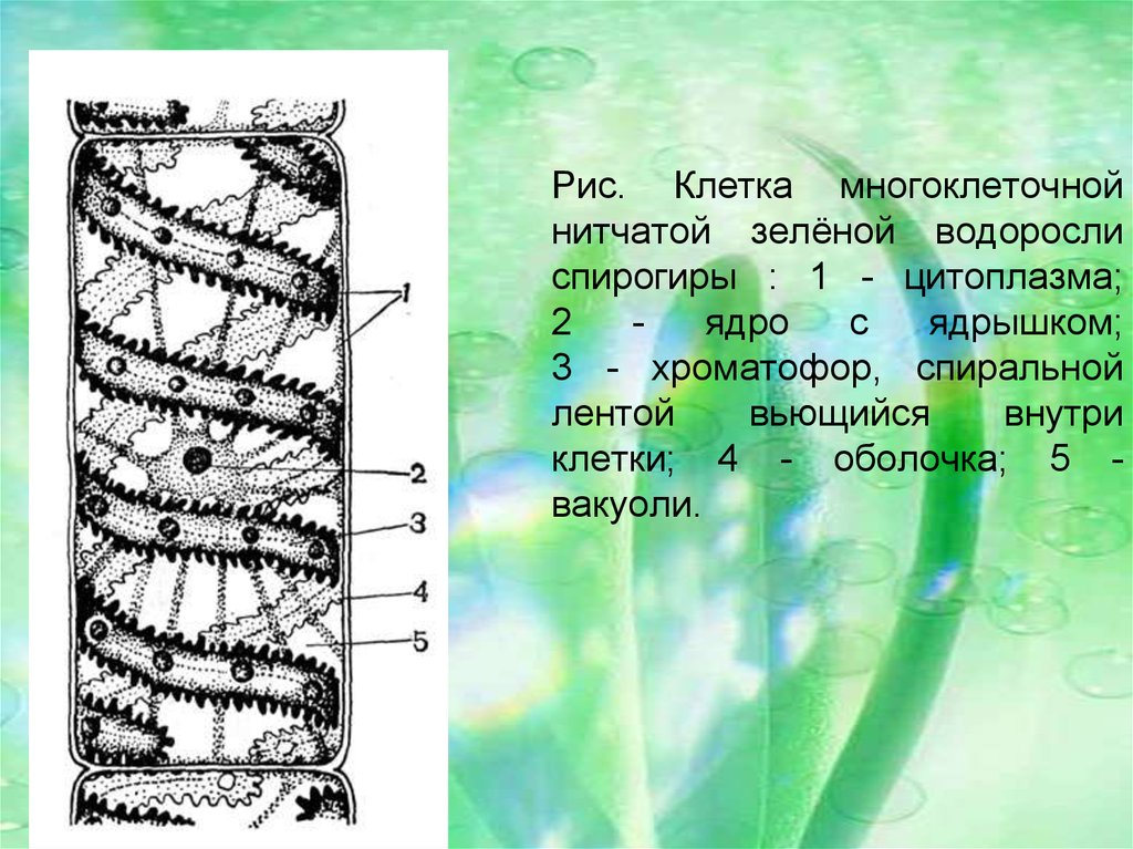 В ядрах клеток многоклеточного. Клетка спирогиры клетка спирогиры. Водоросль спирогира клетки. Клетка нитчатой водоросли. Нитчатые водоросли строение.