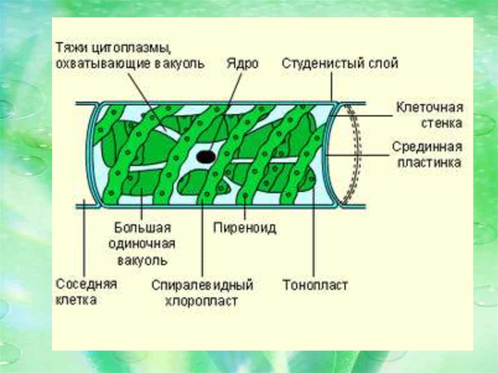 Клетка бурой водоросли. Строение клетки спирогиры. Спирогира водоросль строение. Строение спирогиры клетка клетка. Строение клетки водоросли спирогира.