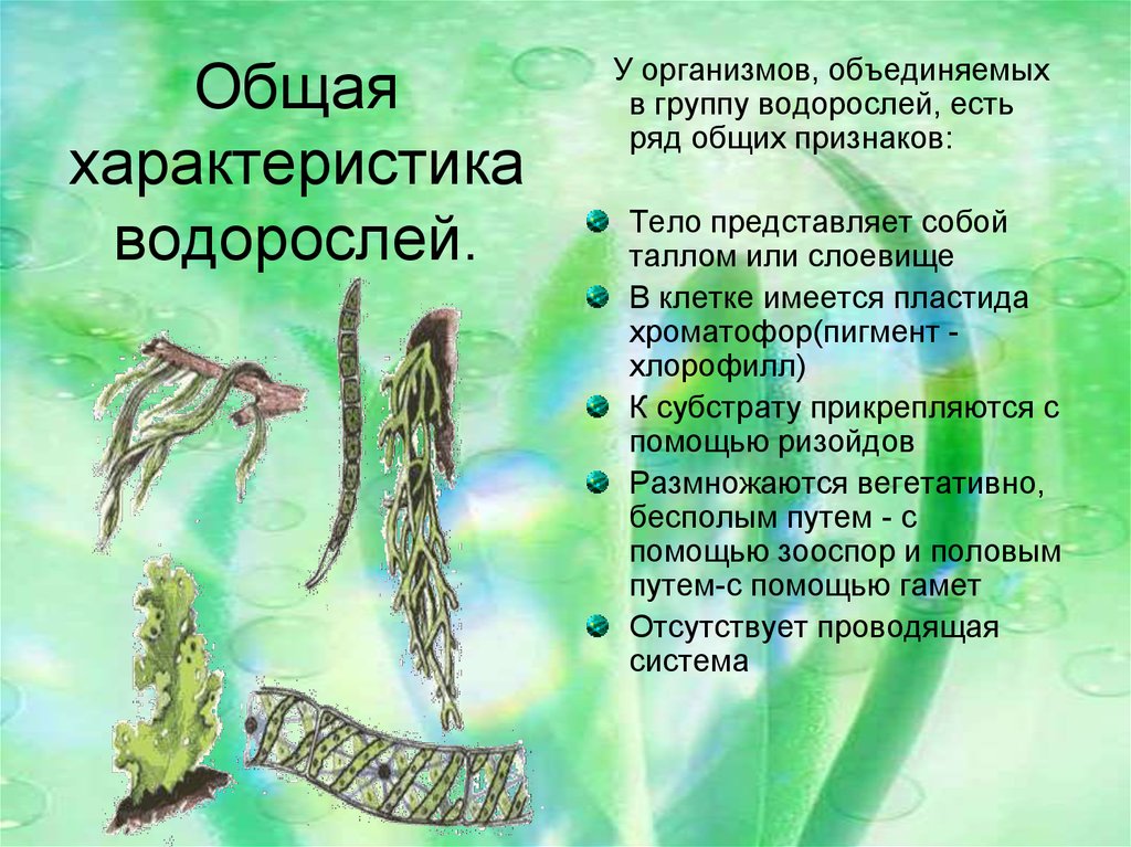 Водоросли относятся к животным. Характеристика водорослей 5 класс биология. Характеристика водорослей 5 класс биология кратко. Общая характеристика водорослей строение питание размножение. Водоросли низшие растения многообразие водорослей.
