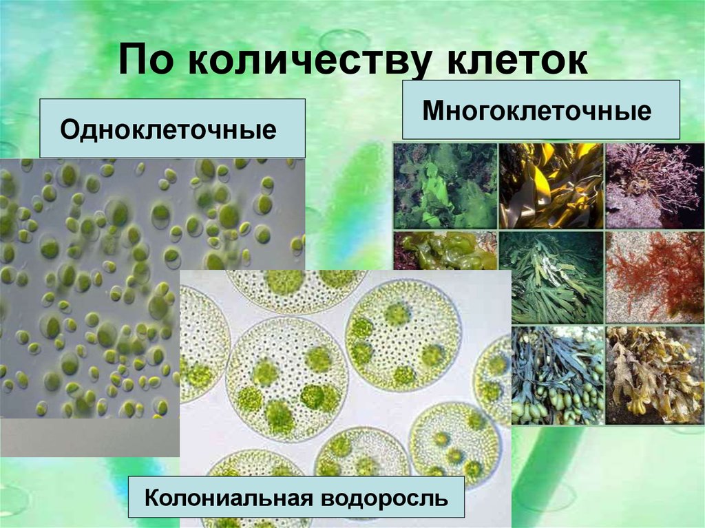 Количество клеток водорослей