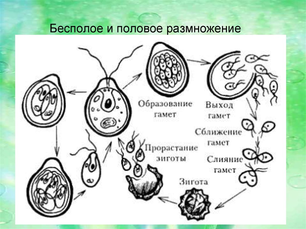Гаметофит и спорофит хламидомонады. Жизненный цикл хламидомонады ЕГЭ. Цикл размножения одноклеточной водоросли. Жизненный цикл водорослей хламидомонада. Цикл развития одноклеточных водорослей.