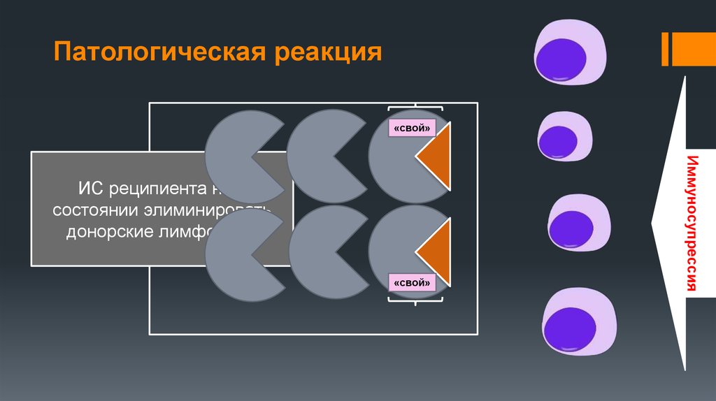 Универсальным реципиентом является человек с генотипом:. Трансплантат против хозяина схема. Отсутствие групповых антигенов 0, а, в. Реакция реципиента это. Реакция трансплантат против хозяина механизм.