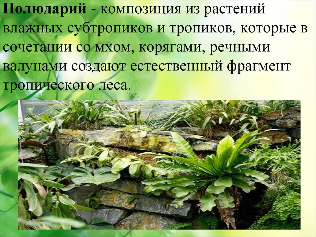 Растения влажных. Влажные субтропики растения. Жизнь и труд человека влажных субтропиков. Как приспосабливаются растения в субтропиках. Жизнь растений во влажной зоне.