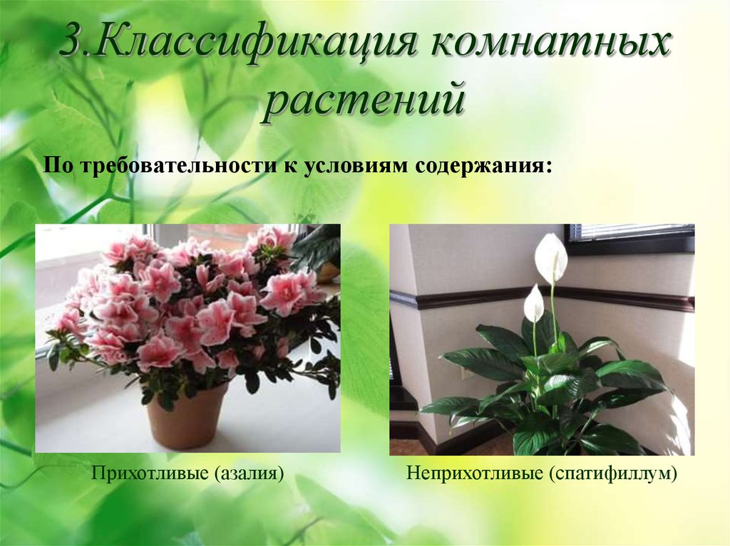 Классификация комнатных растений презентация