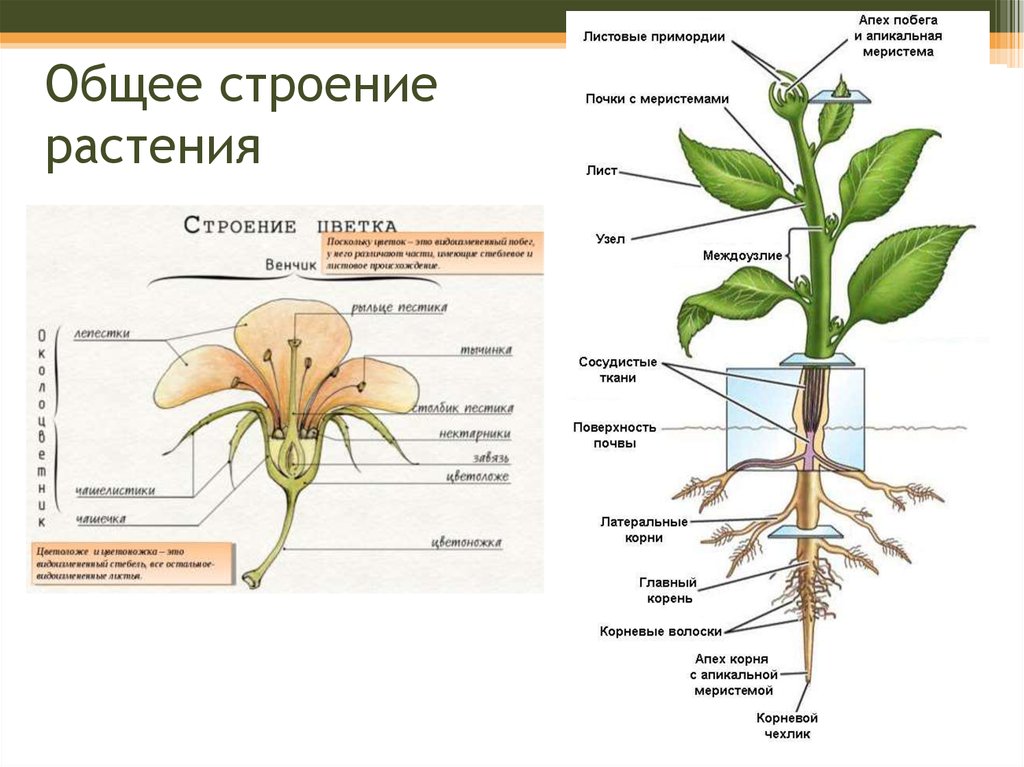 Корень это какой орган растения. Строение растений корневище, стебель, цветок. Схема строения органов цветкового растения. Строение органов цветкового растения 6 класс. Строение цветковых растений 6 класс.