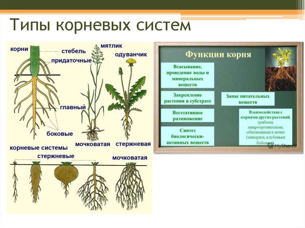 Корни одного растения называют корневой системой потому. Типы корневых систем. Типы корневых систем у растений. Строение корня и типы корневых систем.