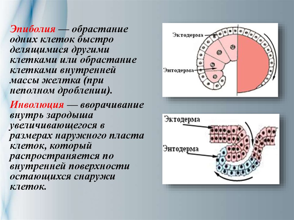 Гаструляция рисунок биология