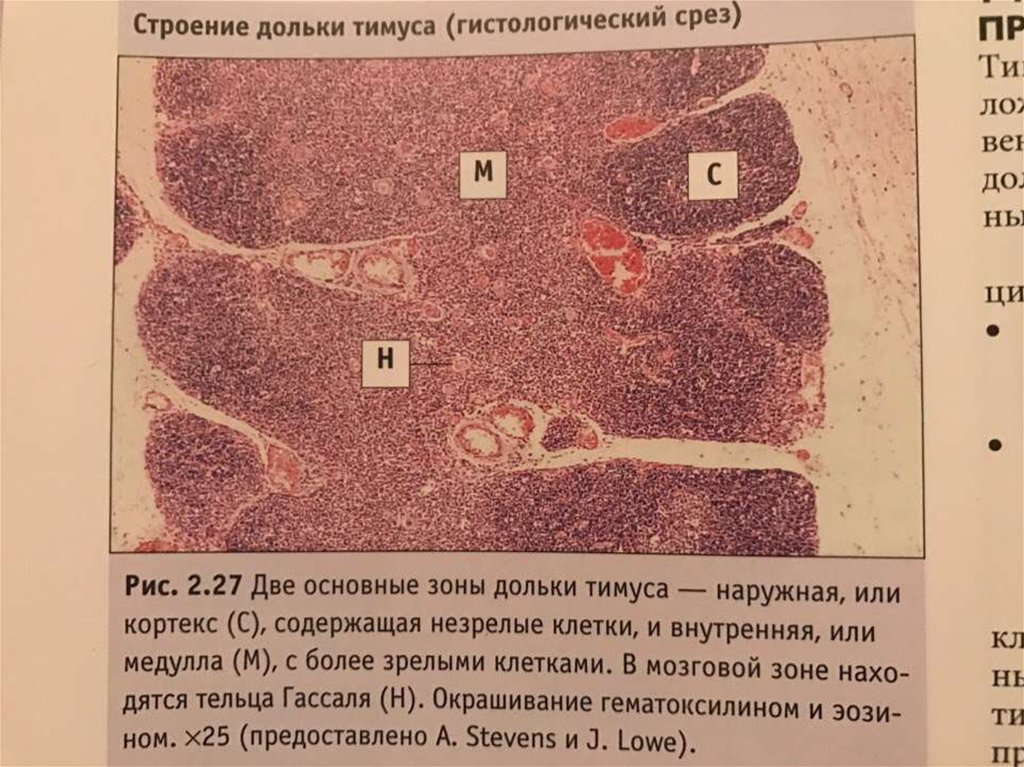 Рисунок тимуса гистология