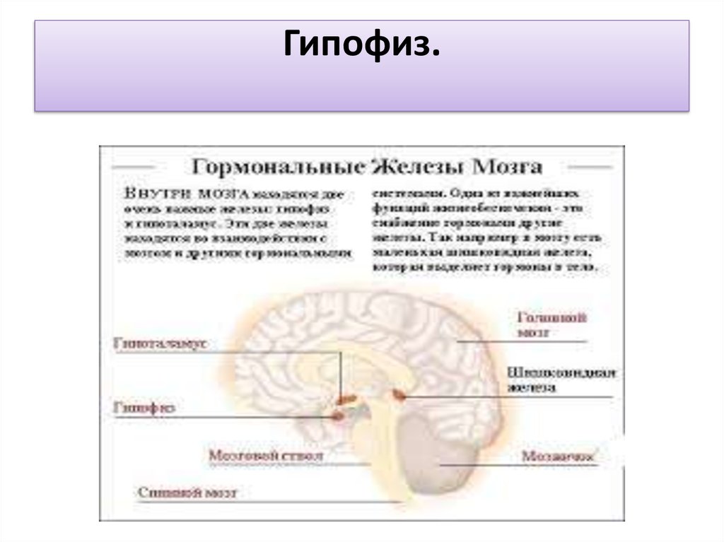 Железа мозга 7. Рудименты человека гипофиз. Гормональные железы мозга.