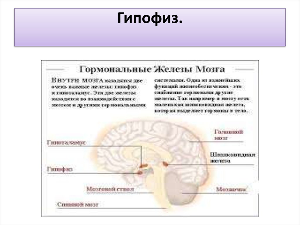 Железы мозга. Семенные железы и гипофиз. Гормональные железы мозга.