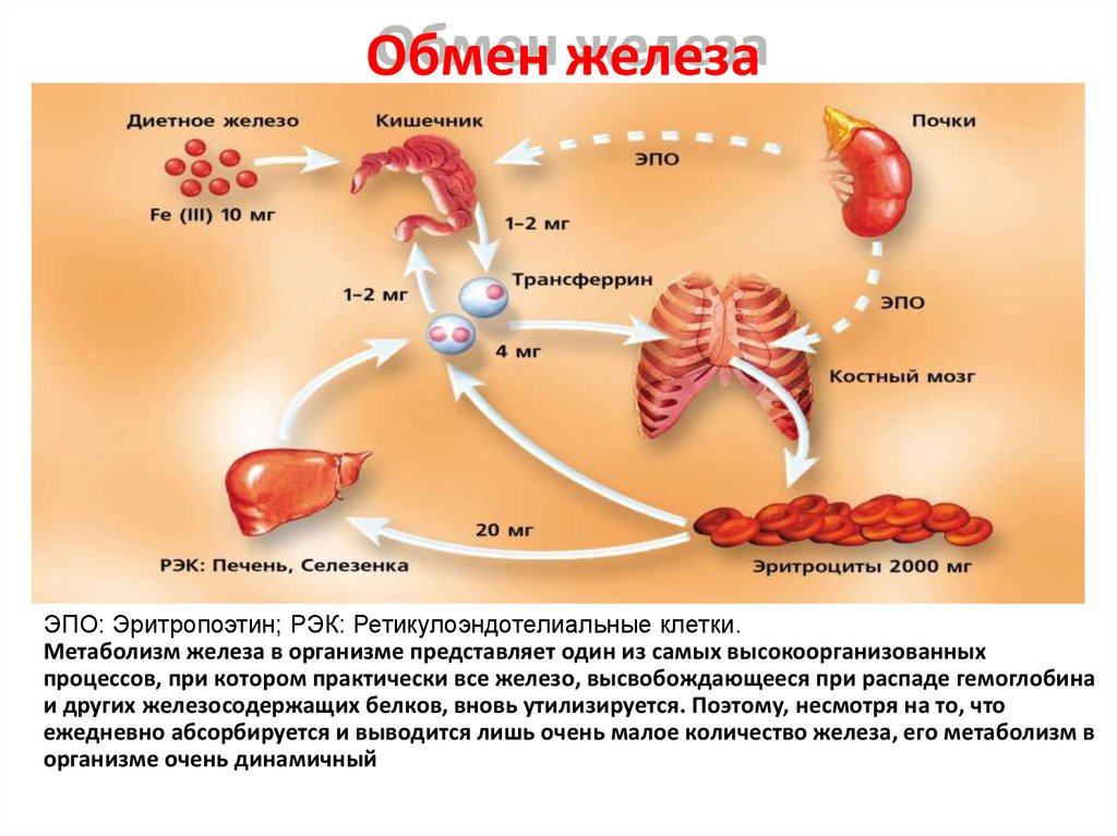 Распад железа. Схема всасывания железа в организме. Циркуляция железа в организме. Обменные процессы железа. Схема обмена железа в организме биохимия.