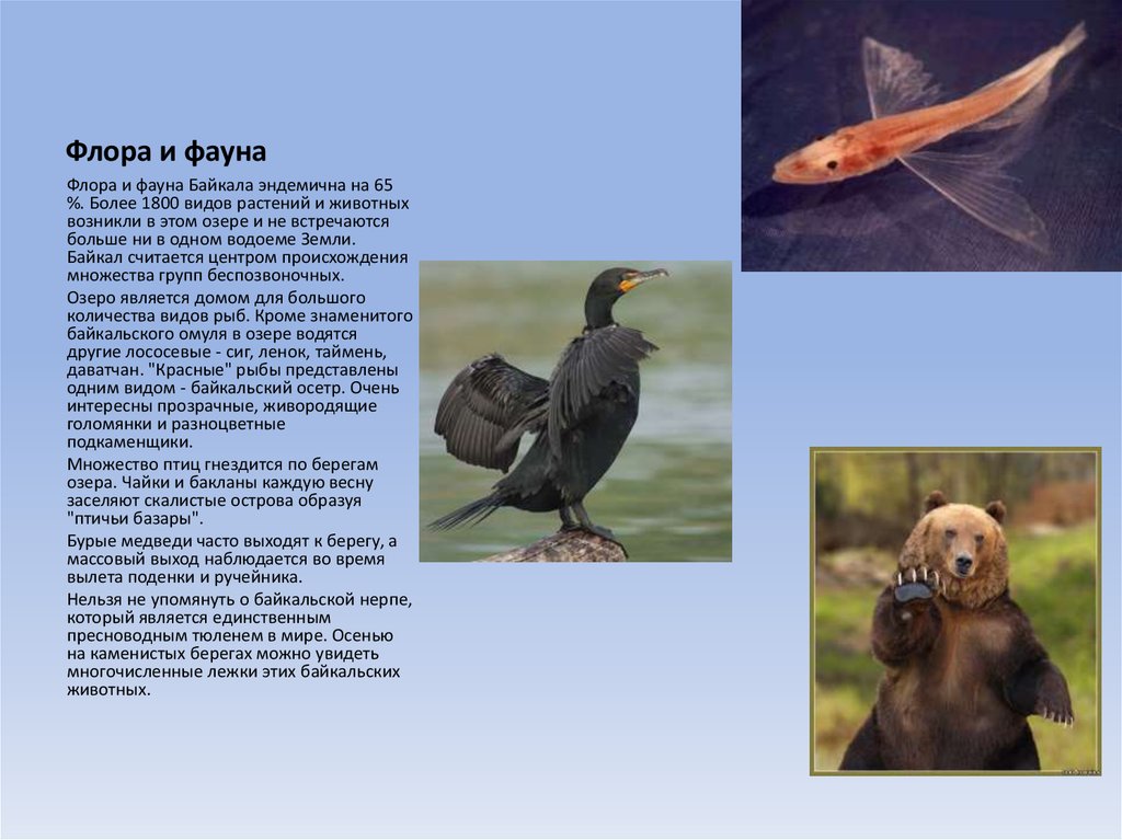 Флора и фауна