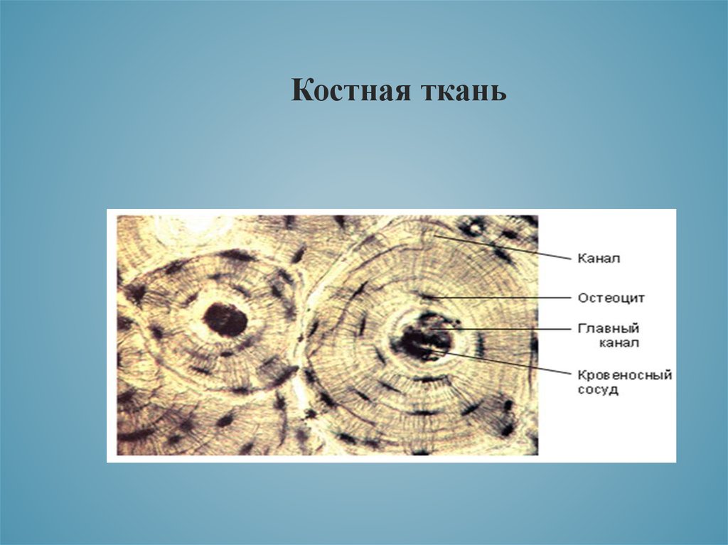 Кость какая ткань. Костная соединительная ткань строение рисунок. Костная соединительная ткань схема. Клетки костной соединительной ткани. Костная ткань структуру клетки.