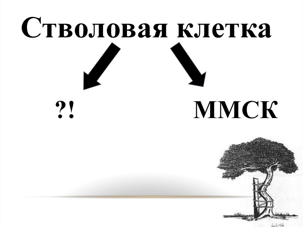 Применение мезенхимальных клеток костного мозга в травматологии и ...
