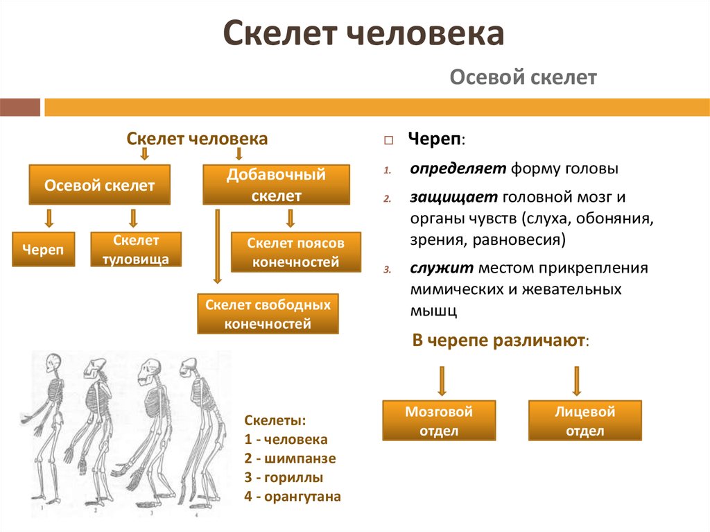 Скелет человека делится на