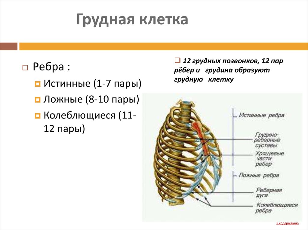 Грудная клетка это. Грудная клетка 12 пар ребер,Грудина,12 грудных позвонков. Истинные ложные и колеблющиеся ребра на грудной клетке. Ребра истинные ложные колеблющиеся. С грудиной непосредственно сочленяются а 12 пар ребер б 10 пар ребер.