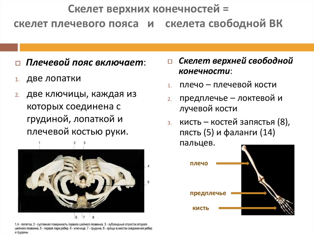 Опорно двигательная система млекопитающих 7 класс. Значение скелета свободной верхней конечности. Скелет поясов. Скелет плечевого пояса. Плечевой пояс и скелет верхних конечностей.