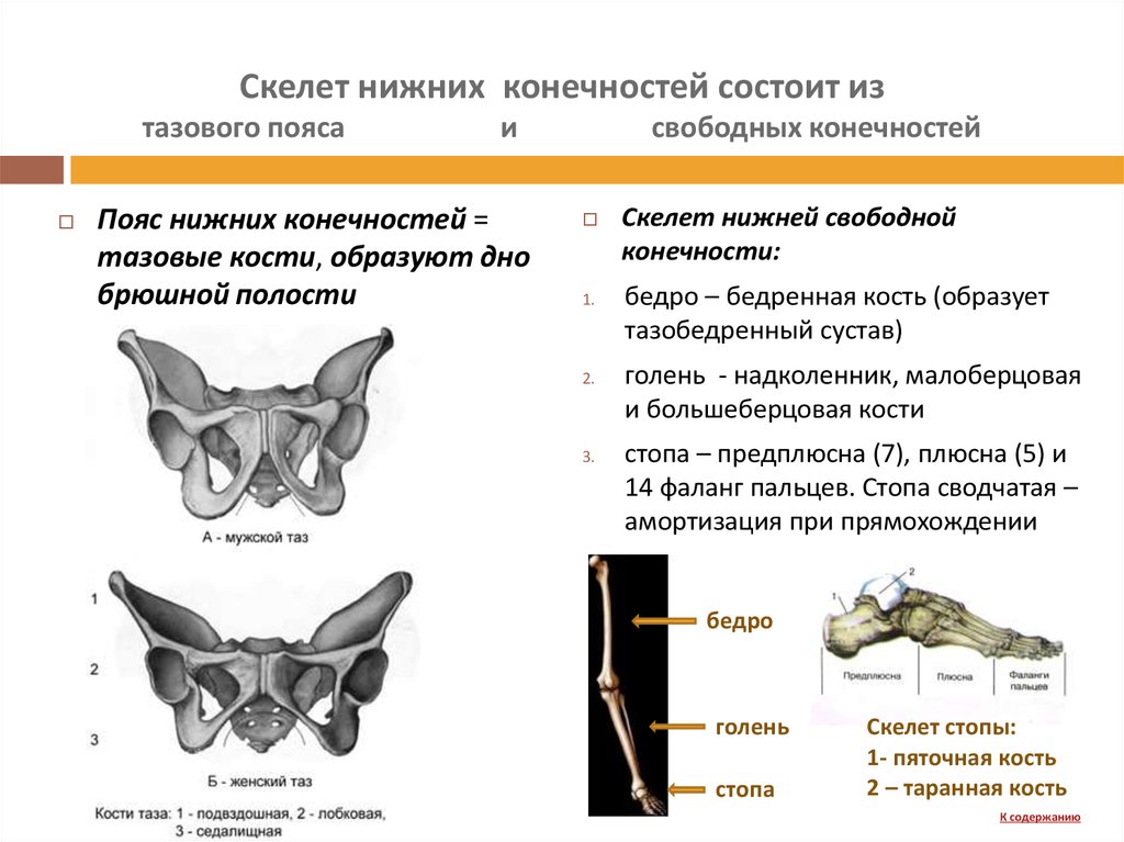 Скелет нижних конечностей тазовый пояс