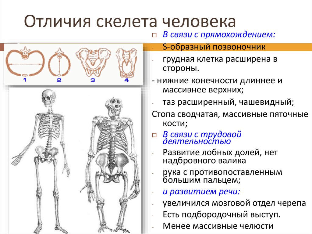 Черты сходства и различия человека. Изменения в скелете человека в связи с прямохождением. Особенности человеческого скелета. Особенности строения человеческого скелета. Приспособления скелета к прямохождению.