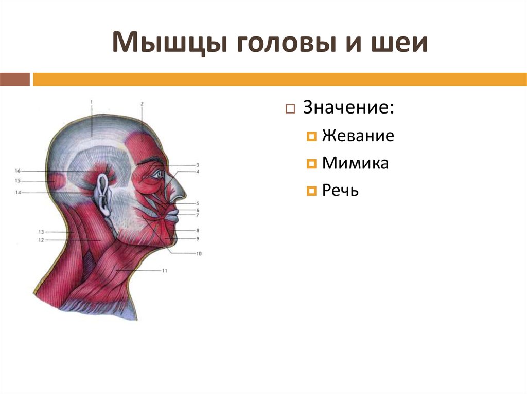 Затылок значение. Мышцы головы и шеи вид сбоку. Мышечная система головы и шеи человека анатомия. Мышцы головы и шеи анатомия 8 класс. Опорно двигательная система мышцы головы.