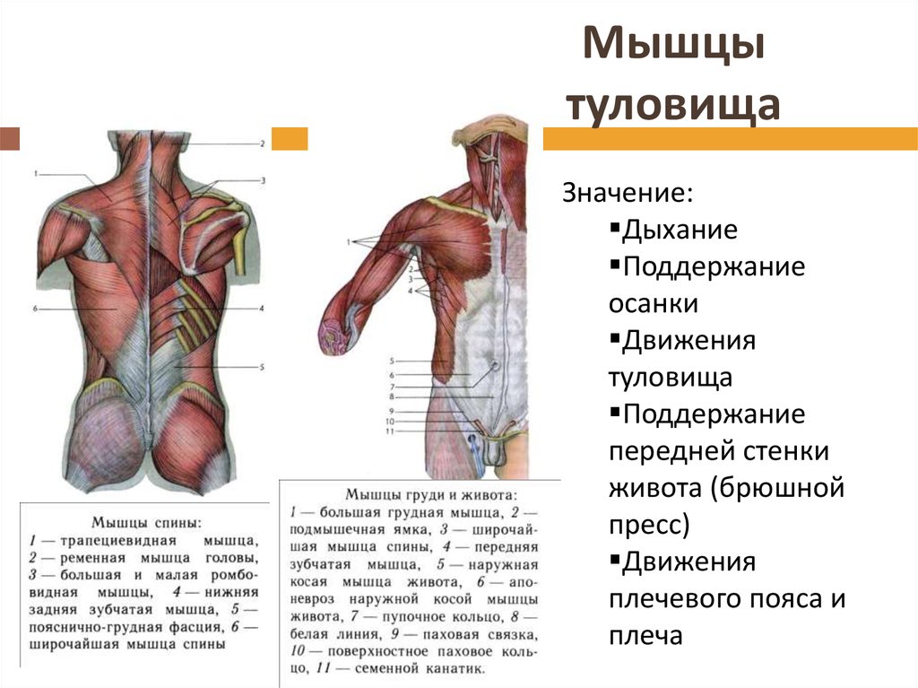 Мышцы туловища какие. Поверхностные мышцы туловища вид спереди. Мышцы туловища спереди схема. Мышцы туловища спереди функции кратко. Особенности мышц туловища спереди.