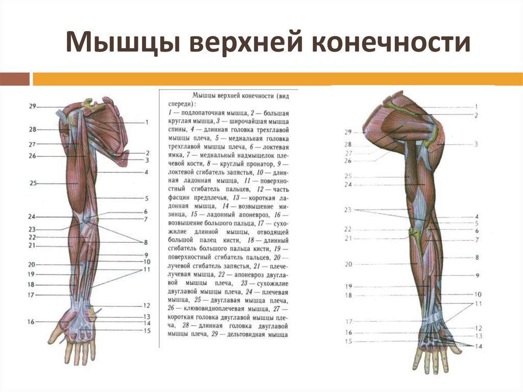 Части верхней конечности человека. Мышцы свободной верхней конечности анатомия строение. Мышцы верхней конечности анатомия вид спереди. Мышцы плечевого пояса и свободной верхней конечности.