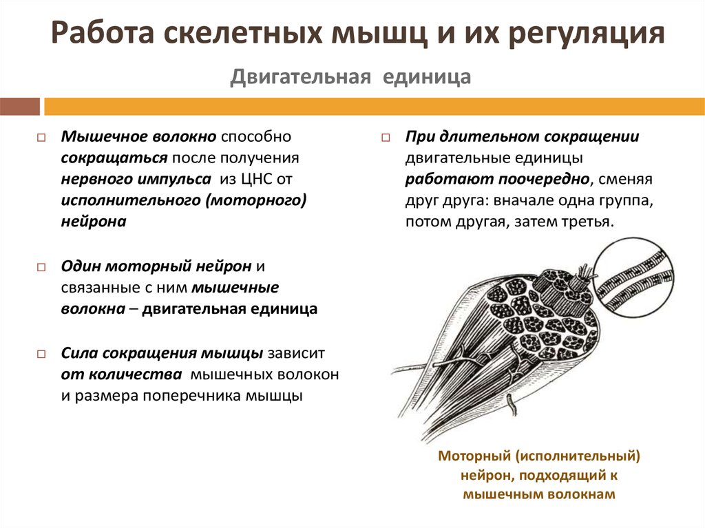 Строение и функции скелетных мышц 8 класс