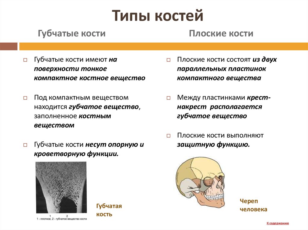 Функции плоских костей